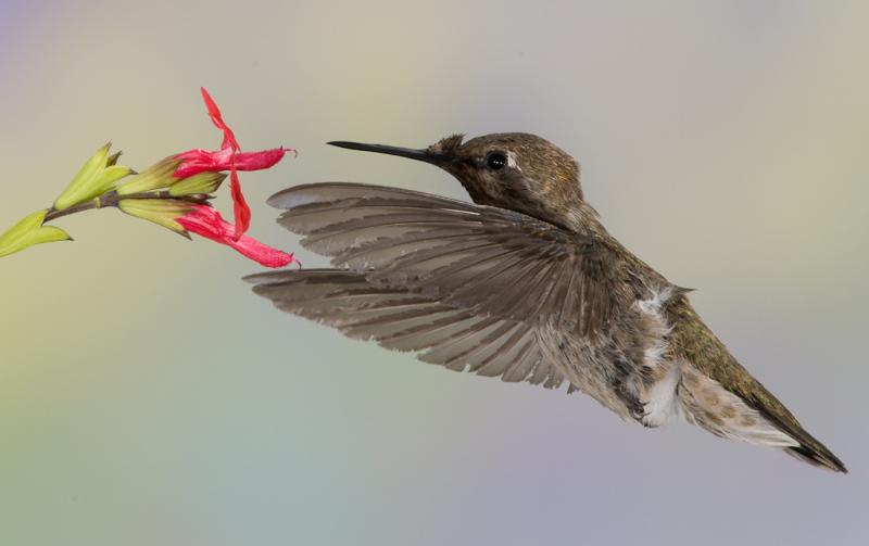 Alpine Hummingbirds-2716 - UNTITLED ©2009 Dan Stevenson